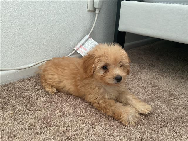 $800 : Se vende Maltipoo image 2