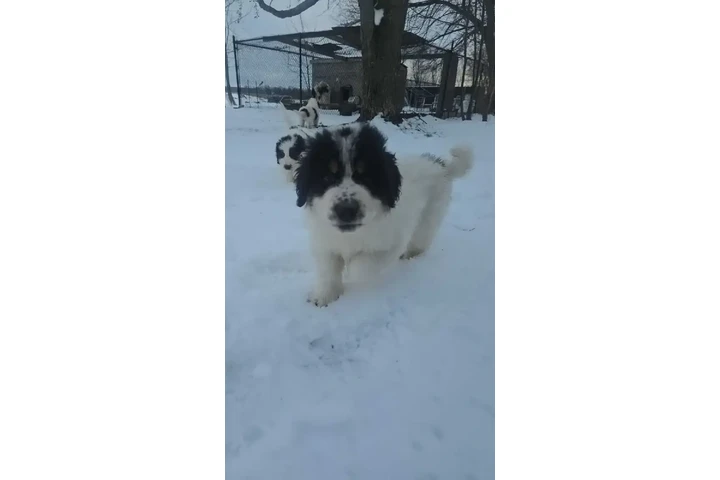 $1000 : Adorable Male Tornjak Puppy image 2