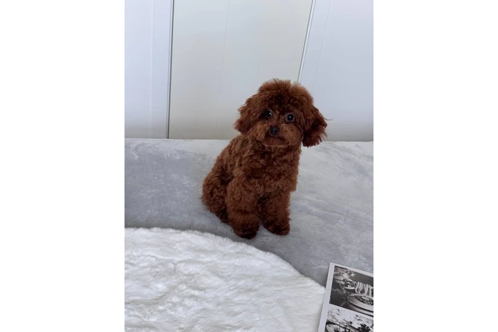$350 : Lovely Maltipoo Puppies image 1