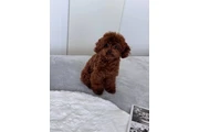 Lovely Maltipoo Puppies en Hialeah