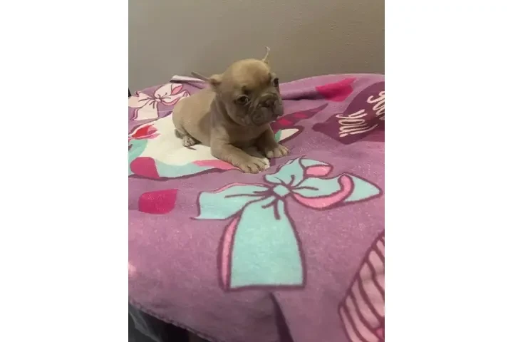 POMERANIANS Y SHIH-TZU 🐕 image 2