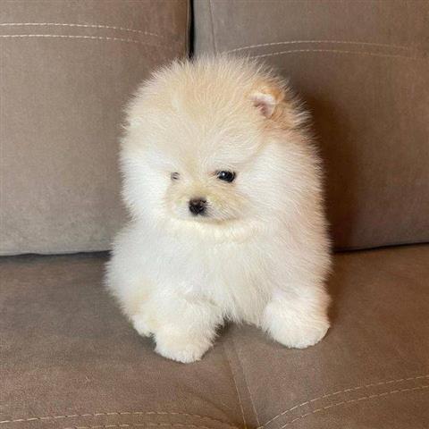 $500 : Pomeranian puppies image 4