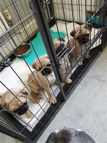 $550 : male and female Pug Puppies image 2