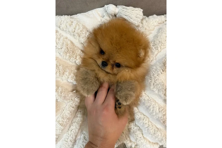 $350 : Cachorro de Pomerania image 2