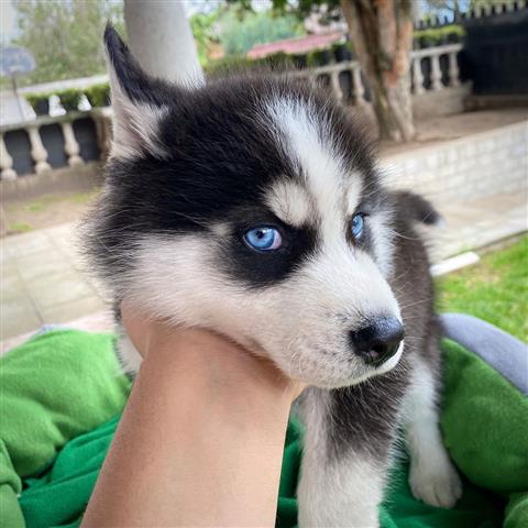 $350 : Husky siberiano a la venta image 3