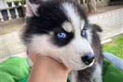 $350 : Husky siberiano a la venta thumbnail