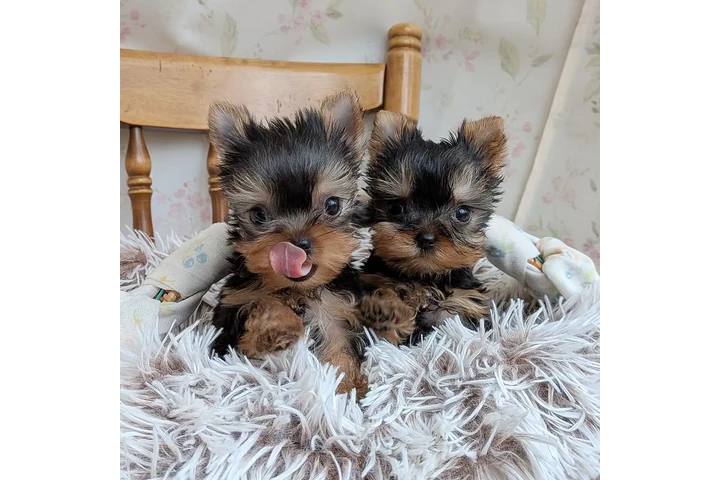 $350 : Cachorros Yorkshire image 2