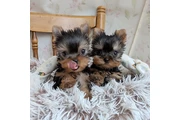 $350 : Cachorros Yorkshire thumbnail