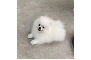 Pomeranian male en Los Angeles