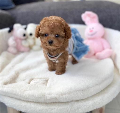 $400 : Amazing poodle puppies image 1