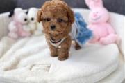 Amazing poodle puppies en Boston