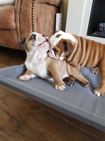 $500 : Los cachorros de bulldog inglé image 2