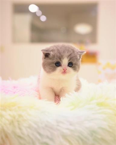 $500 : munchkin kittens for sale image 1