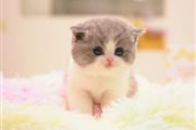 munchkin kittens for sale en Albany
