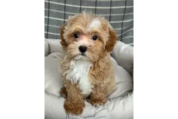 F1 Maltipoo image 1