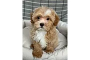 F1 Maltipoo en San Juan