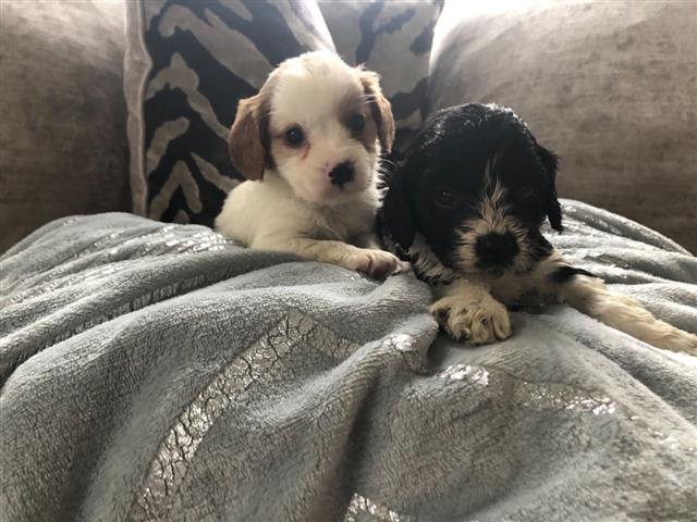 $600 : Venta de cachorros de Cavapoo image 1