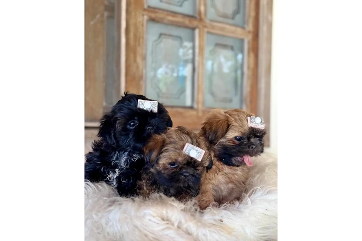 $350 : Cachorros Shihtzu en venta image 3