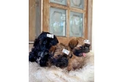 $350 : Cachorros Shihtzu en venta thumbnail