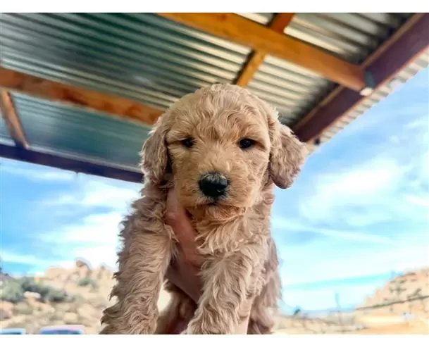 Goldendoodle image 2