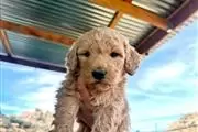 Goldendoodle thumbnail