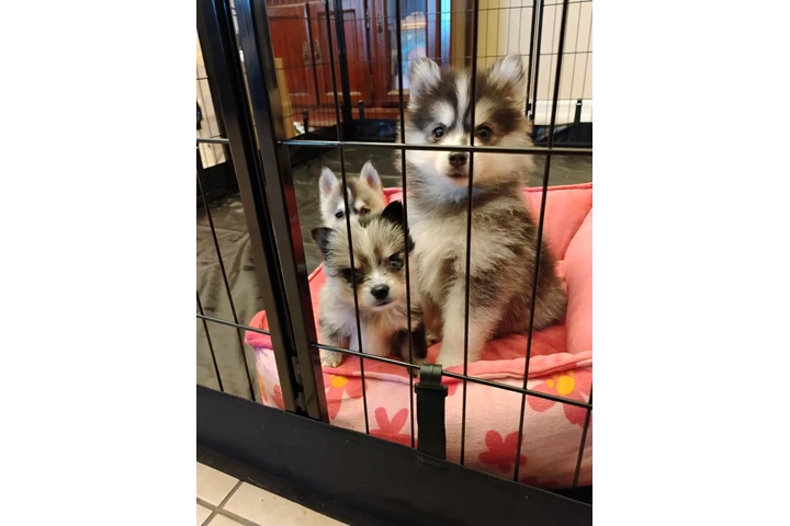 Pomsky puppies image 1