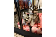 Pomsky puppies en San Bernardino