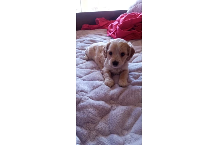 $275 : Cocker Spaniel mix Yorkie image 3