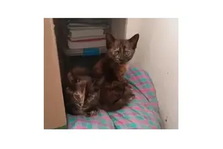 $50 : El gatito feliz. image 3