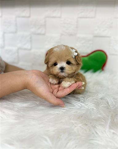 $350 : MALTIPOO EN VENTA image 1