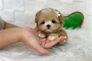 $350 : MALTIPOO EN VENTA thumbnail