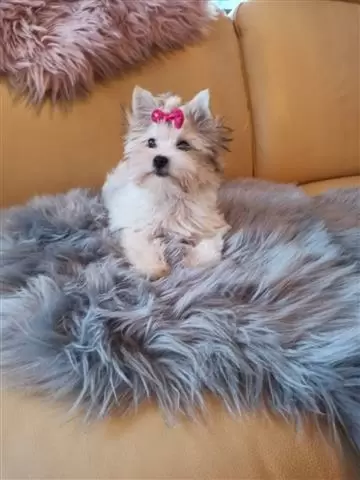 $400 : Cute Yorkie Puppy image 3
