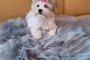 $400 : Cute Yorkie Puppy thumbnail
