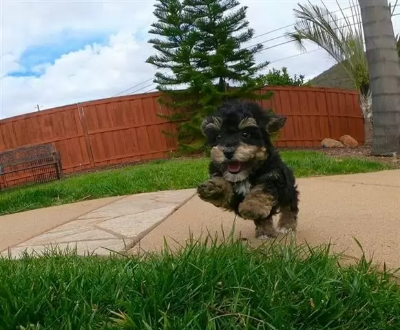 $500 : Lovely Yorkie puppies for sale image 3