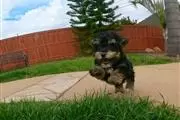 $500 : Lovely Yorkie puppies for sale thumbnail