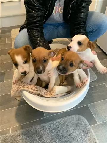 Pure Jack russells puppies image 1