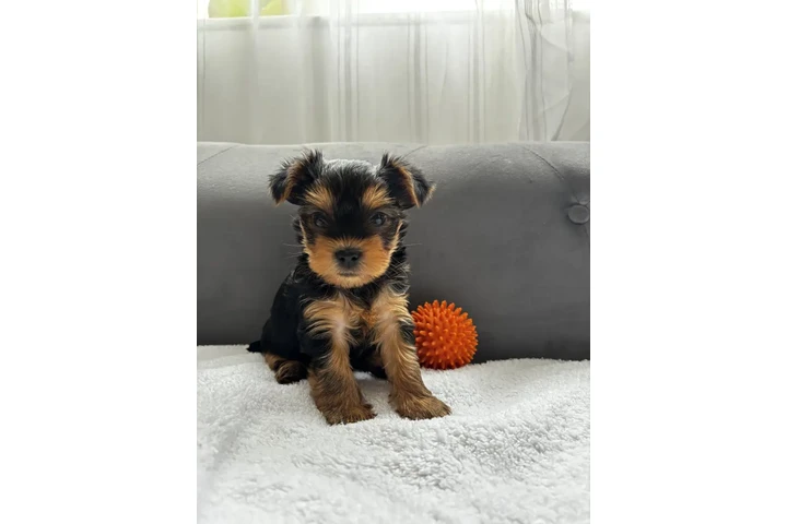$300 : Cachorros Yorkshire Terrier image 2
