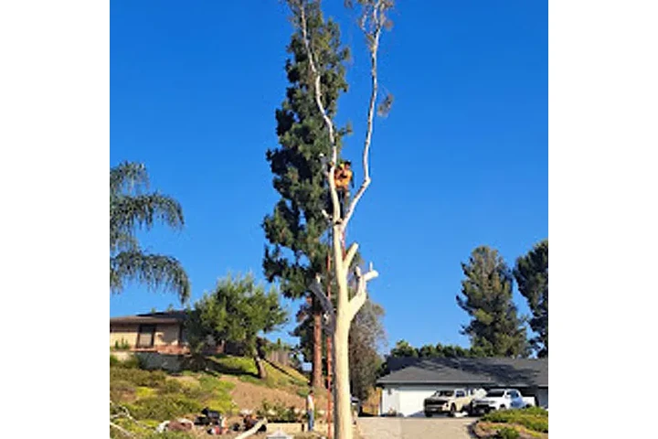 JV's Gardening and Tree Serv image 5