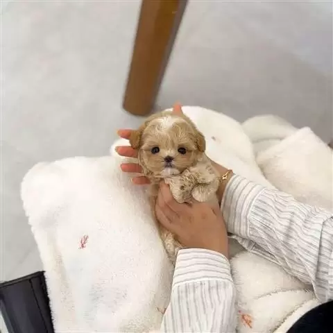 $400 : Teacup maltipoo puppy for sale image 3