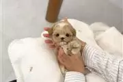 $400 : Teacup maltipoo puppy for sale thumbnail