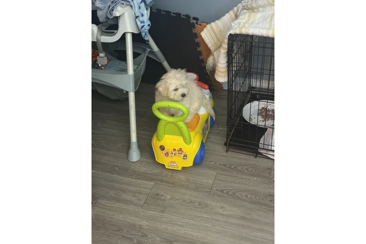 $4 : Bichon maltés image 8