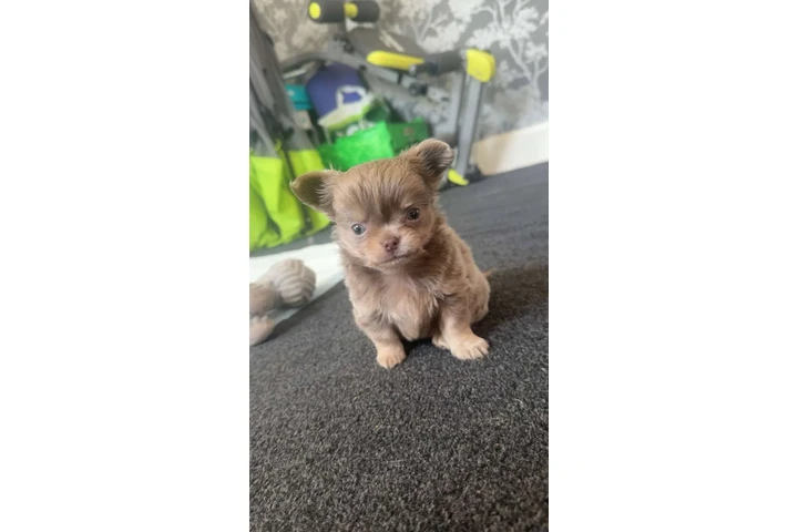 $310 : Long and short haired chihuahu image 2