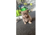 $310 : Long and short haired chihuahu thumbnail