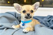 $350 : Cachorrito Chihuahua thumbnail