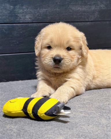 $350 : Golden Retriever image 2