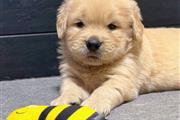 $350 : Golden Retriever thumbnail