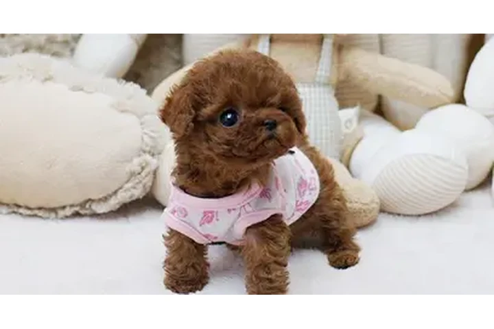 $350 : Micro Poodle image 2