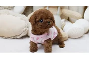 $350 : Micro Poodle thumbnail