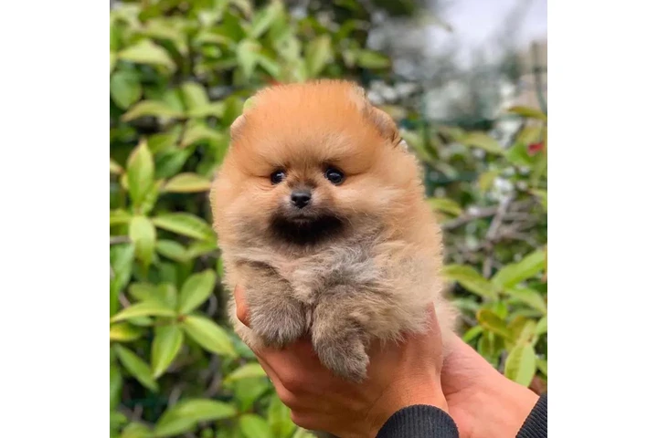 $350 : cachorros de Pomerania image 2