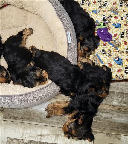 $450 : healthy yorkie puppies image 4